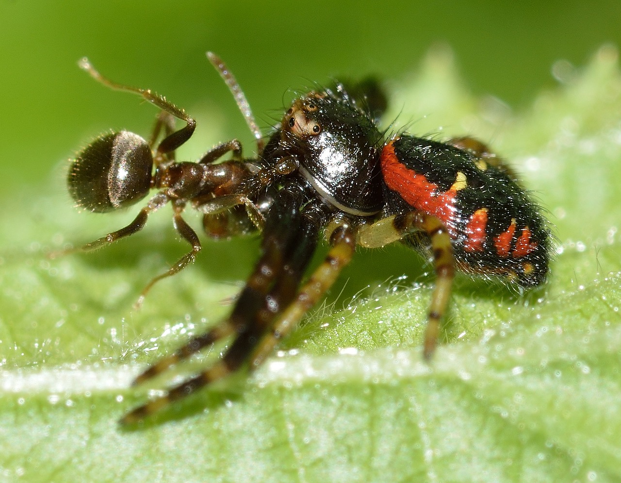 spiders synema globosum free photo