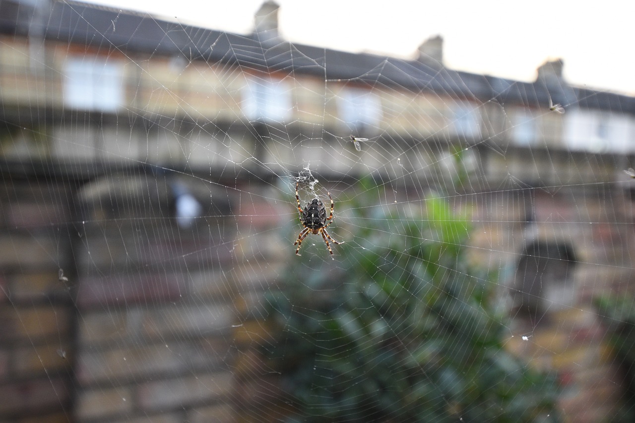 spiders view web garden spider free photo