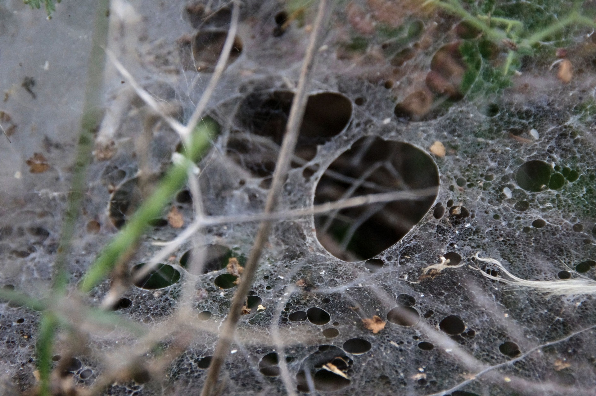 old spider web free photo