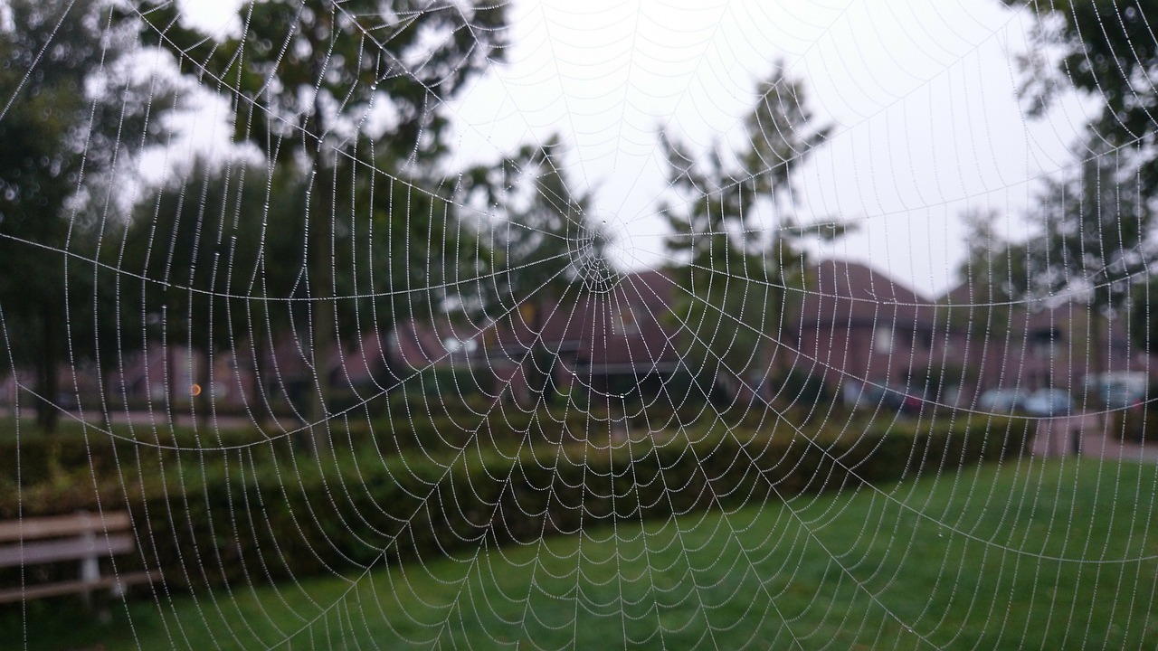 spider's web cobweb spider free photo