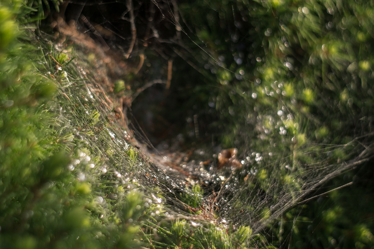 spider's web the spider's nest drops of water free photo