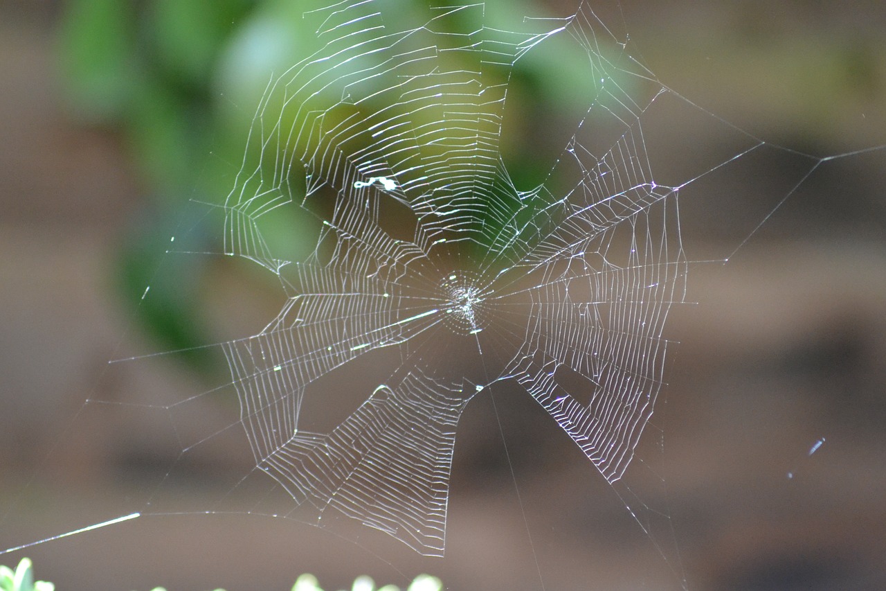 spider's web garden web free photo