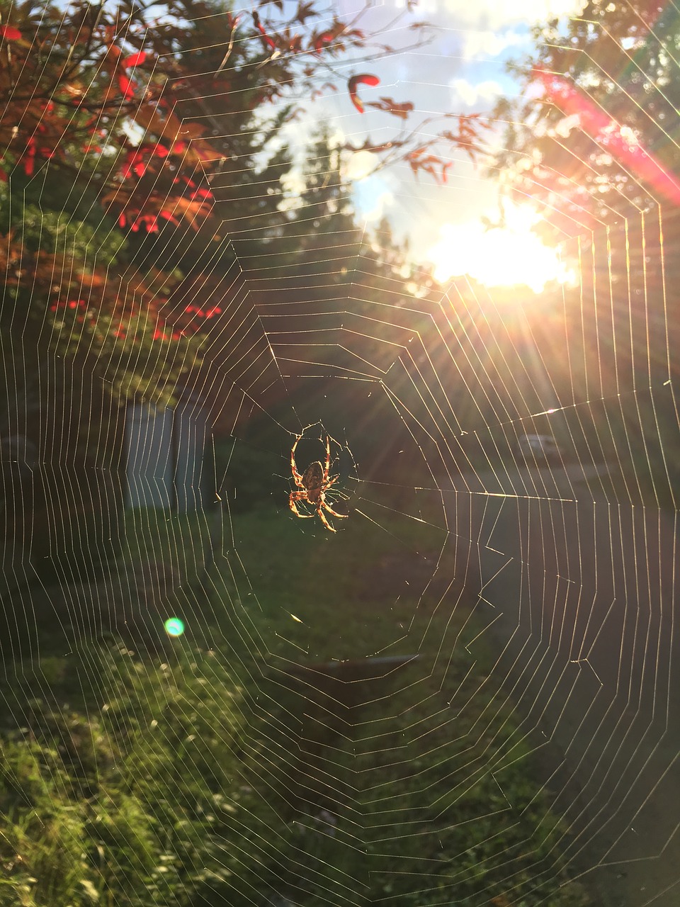 spider's web spider web backlight free photo