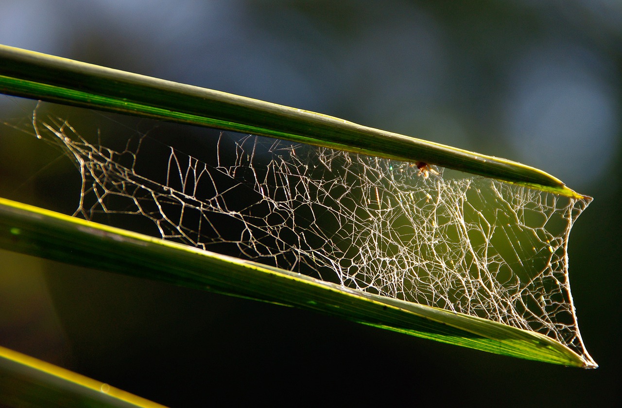 spider's web web leaves free photo