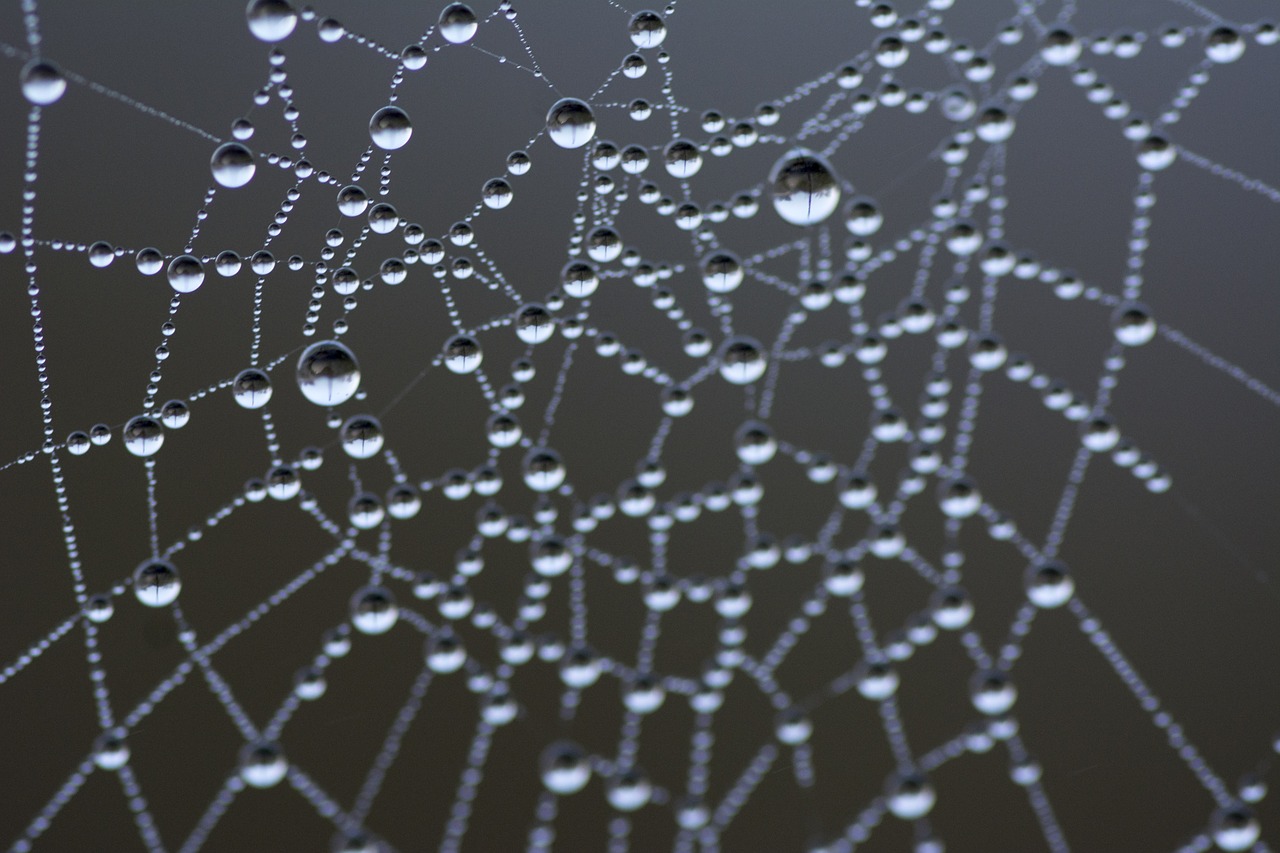 spiderweb water drops dewdrop free photo