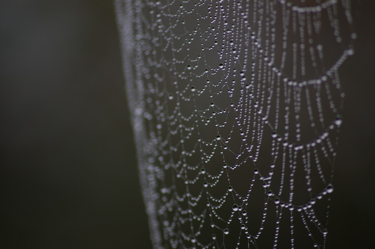 spiderweb dew macro free photo