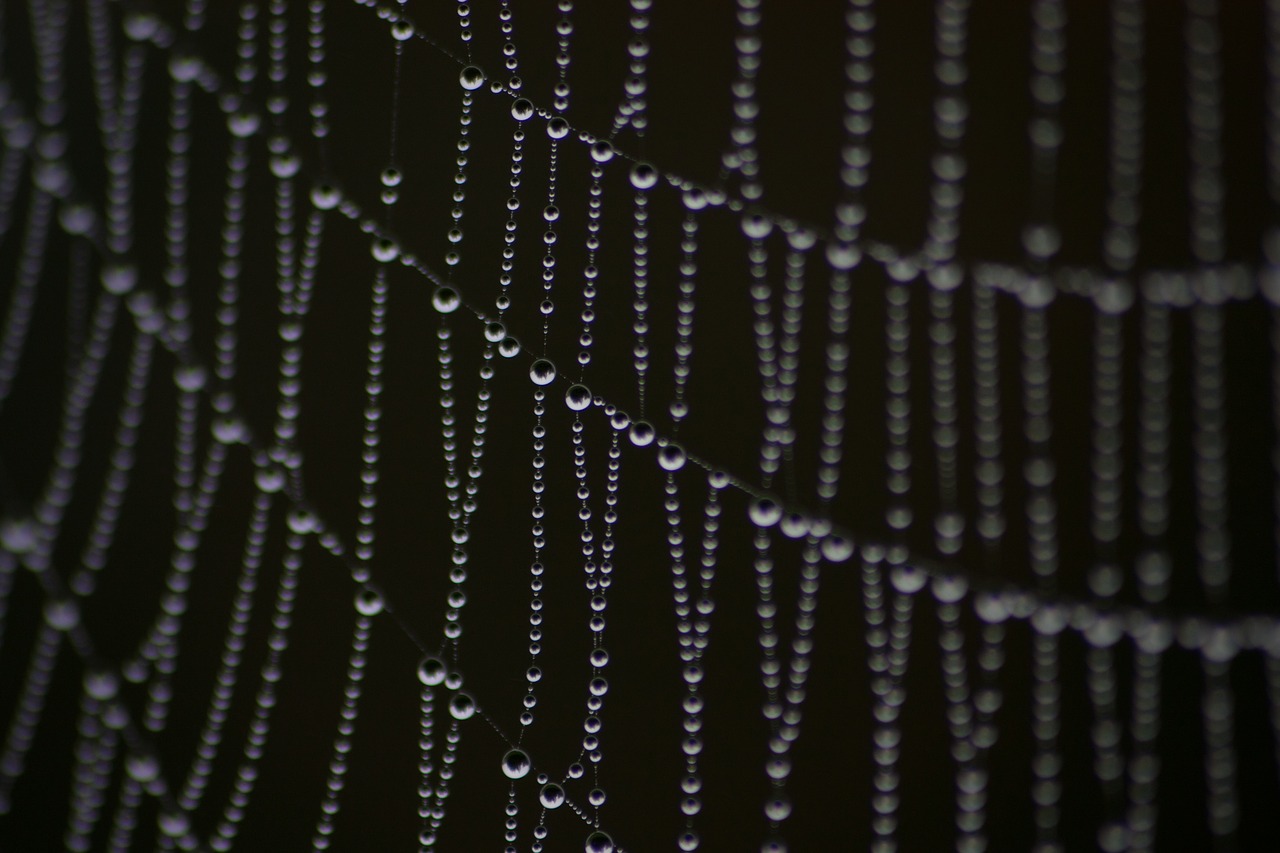 spiderweb dew droplets free photo