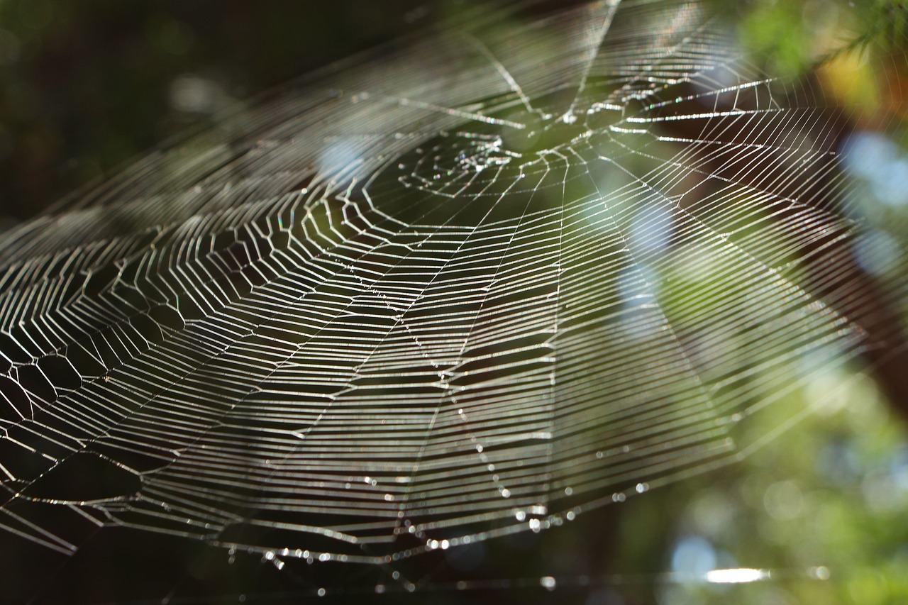 spiderweb spider web free photo