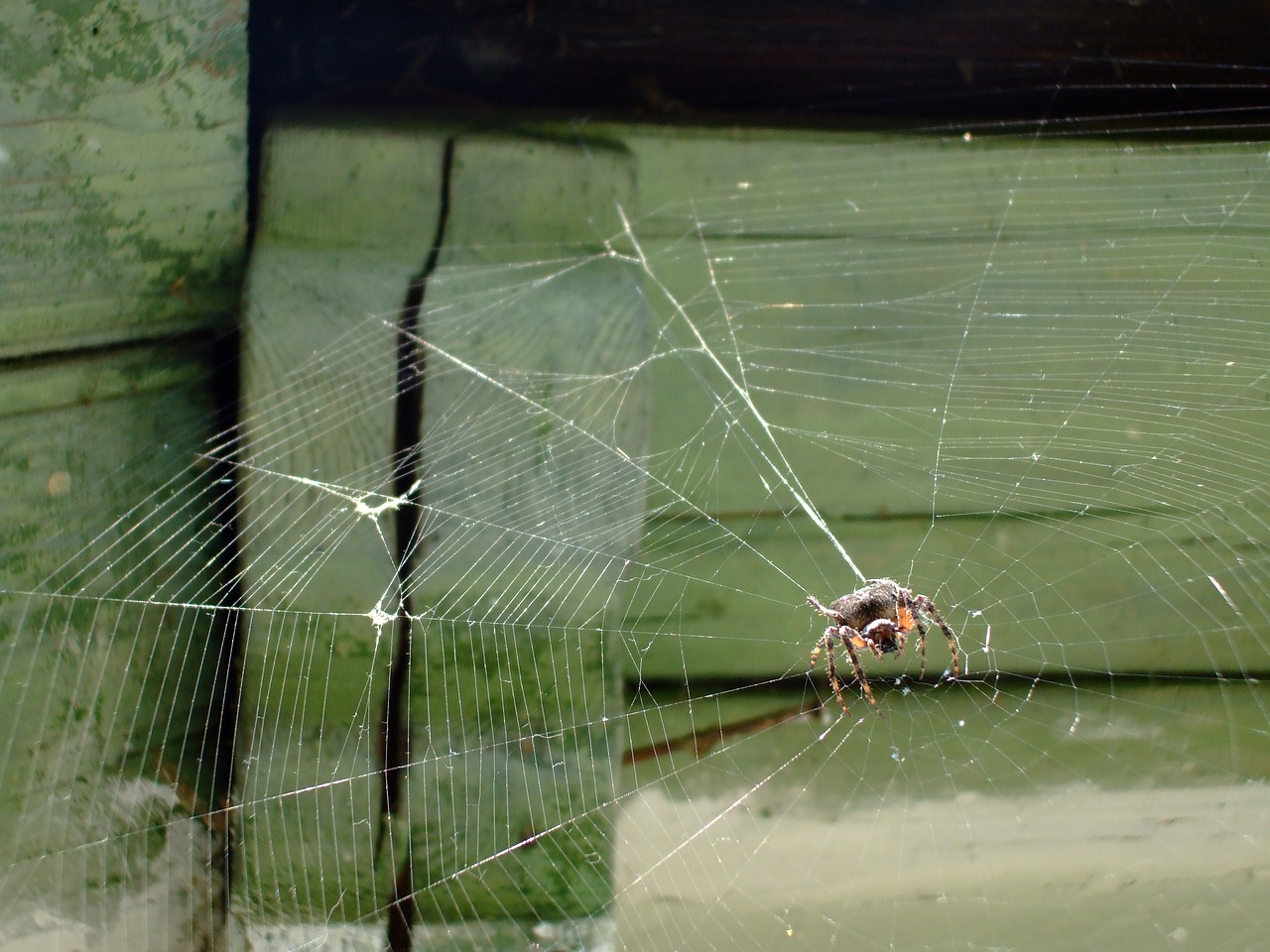 spiderweb spider web free photo