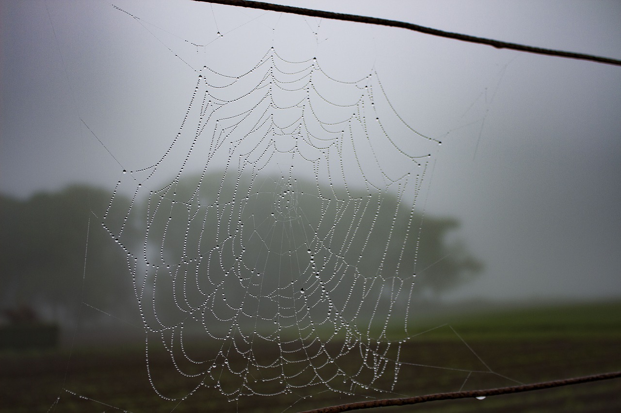 spiderweb dew rain free photo
