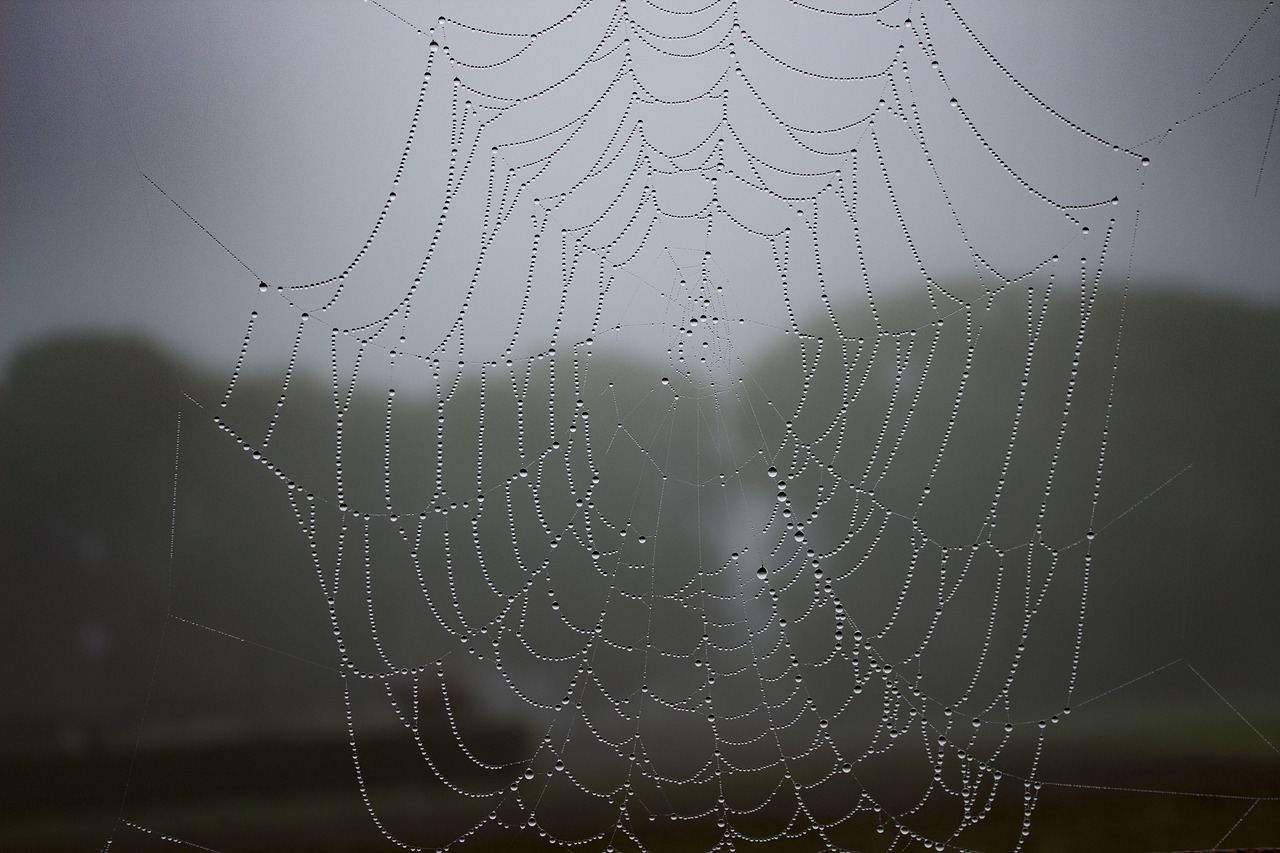 spiderweb mist dew free photo