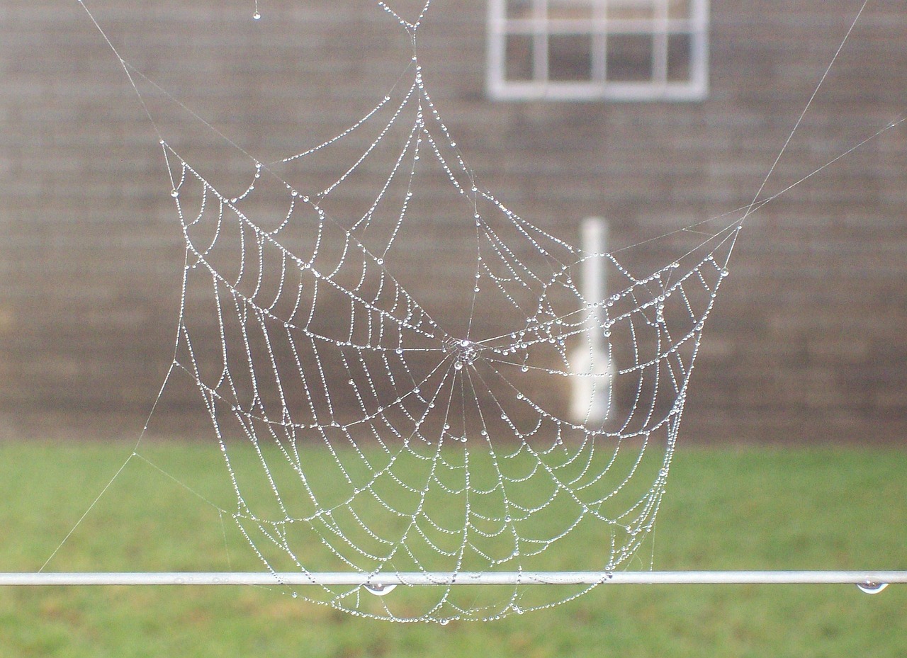 spiderweb dew web free photo