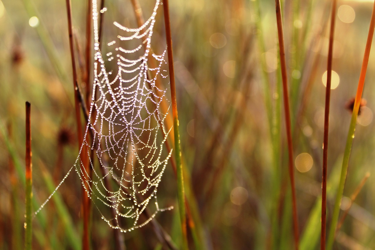 spiderweb web spider free photo