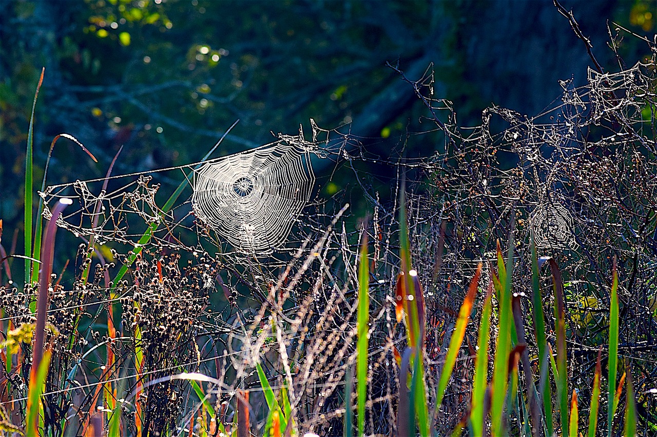 spiderweb grass spider free photo