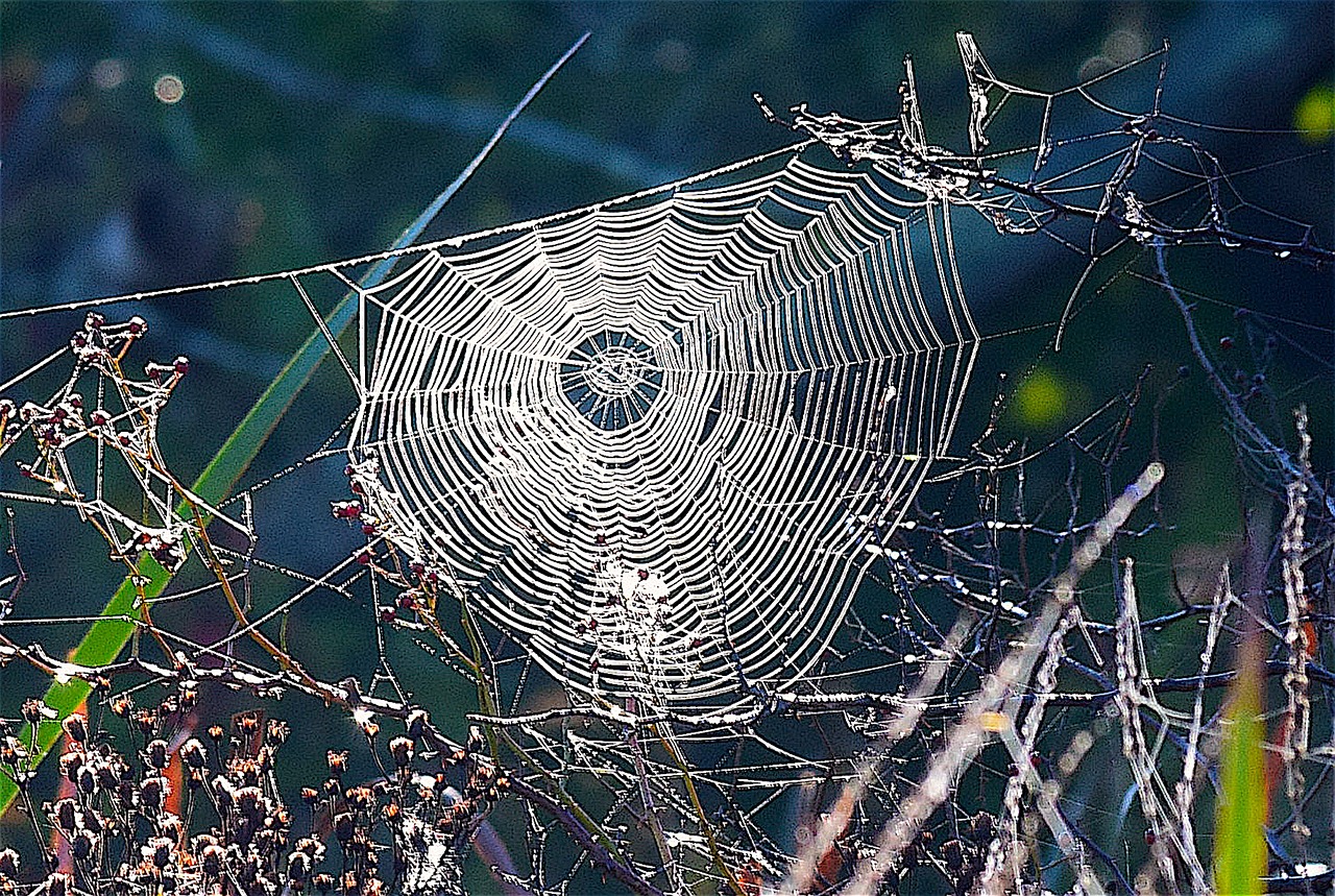 spiderweb grass spider free photo