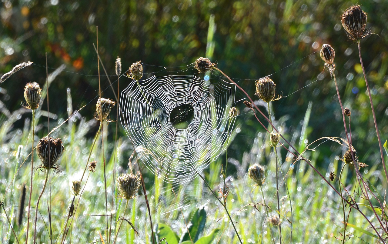 spiderweb early morning free photo