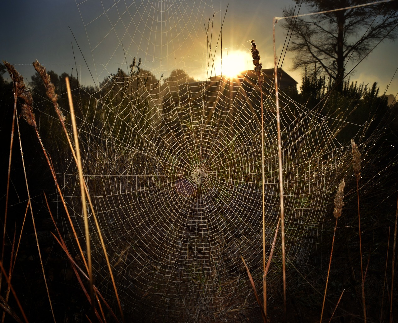 spiderweb spider trap free photo