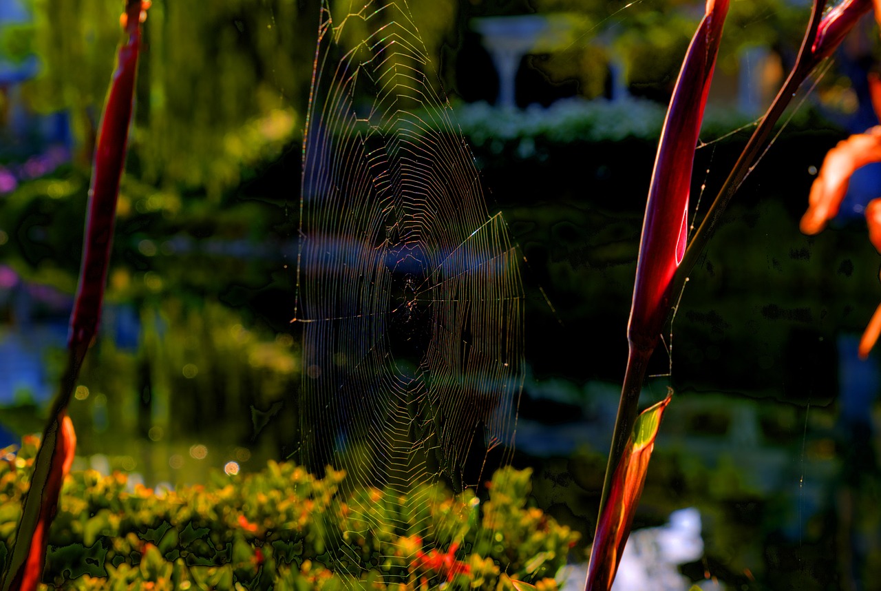 spiderweb  nature  web free photo