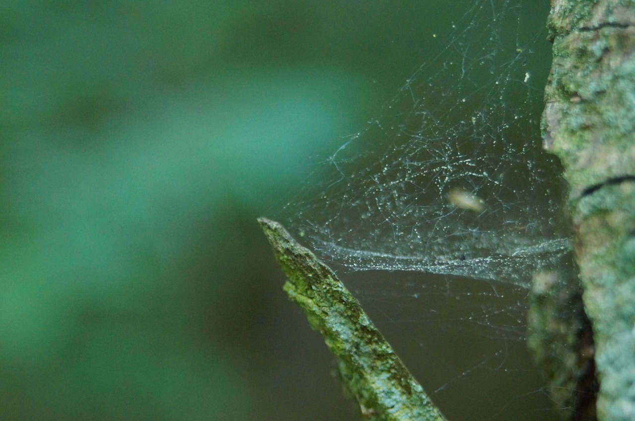 spiderweb  natural  cobwebs free photo