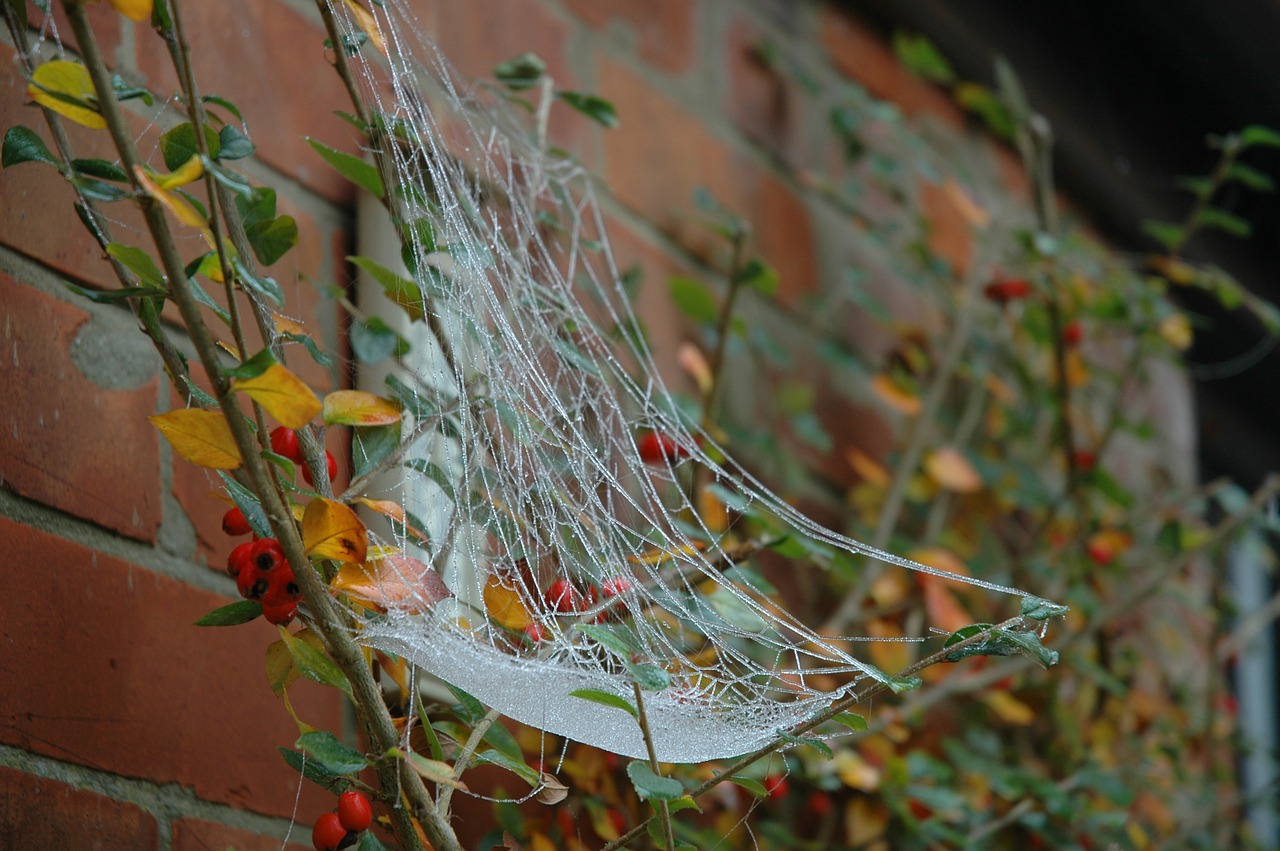 spiderweb frost autumn free photo