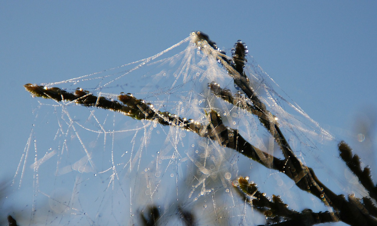 spiderweb cobweb spider free photo