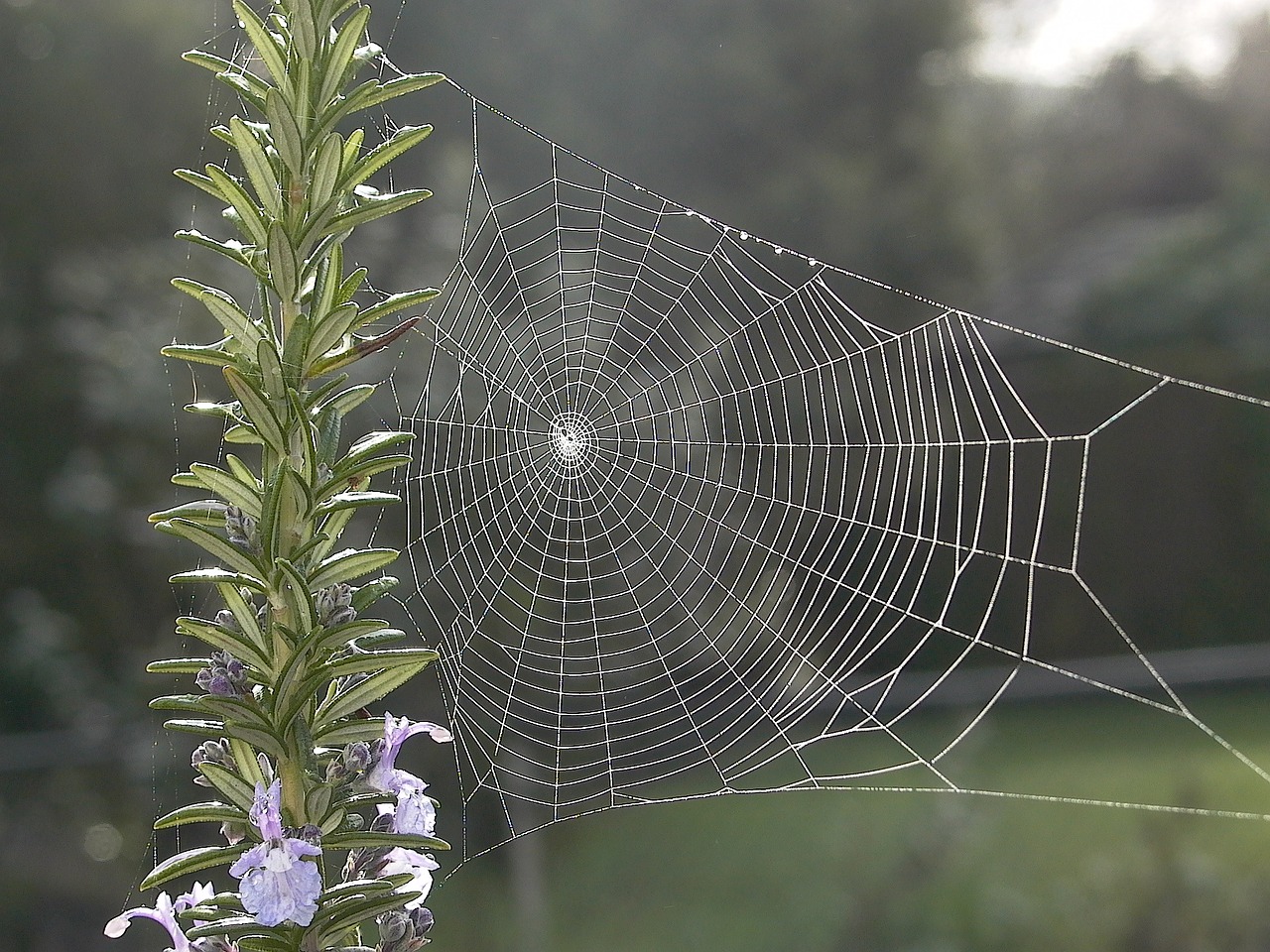 spiderweb web rosemary free photo