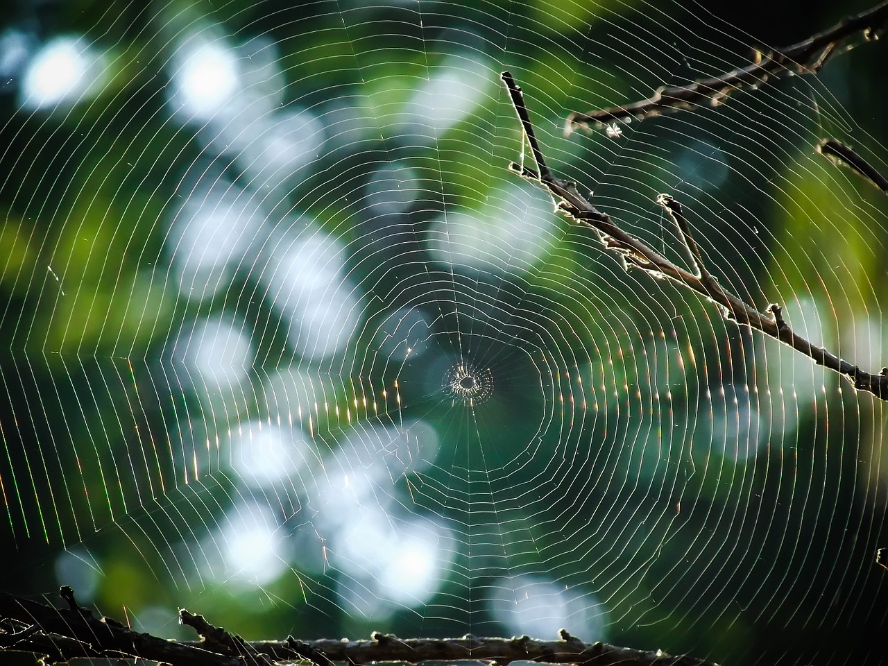 spiderweb web spider free photo