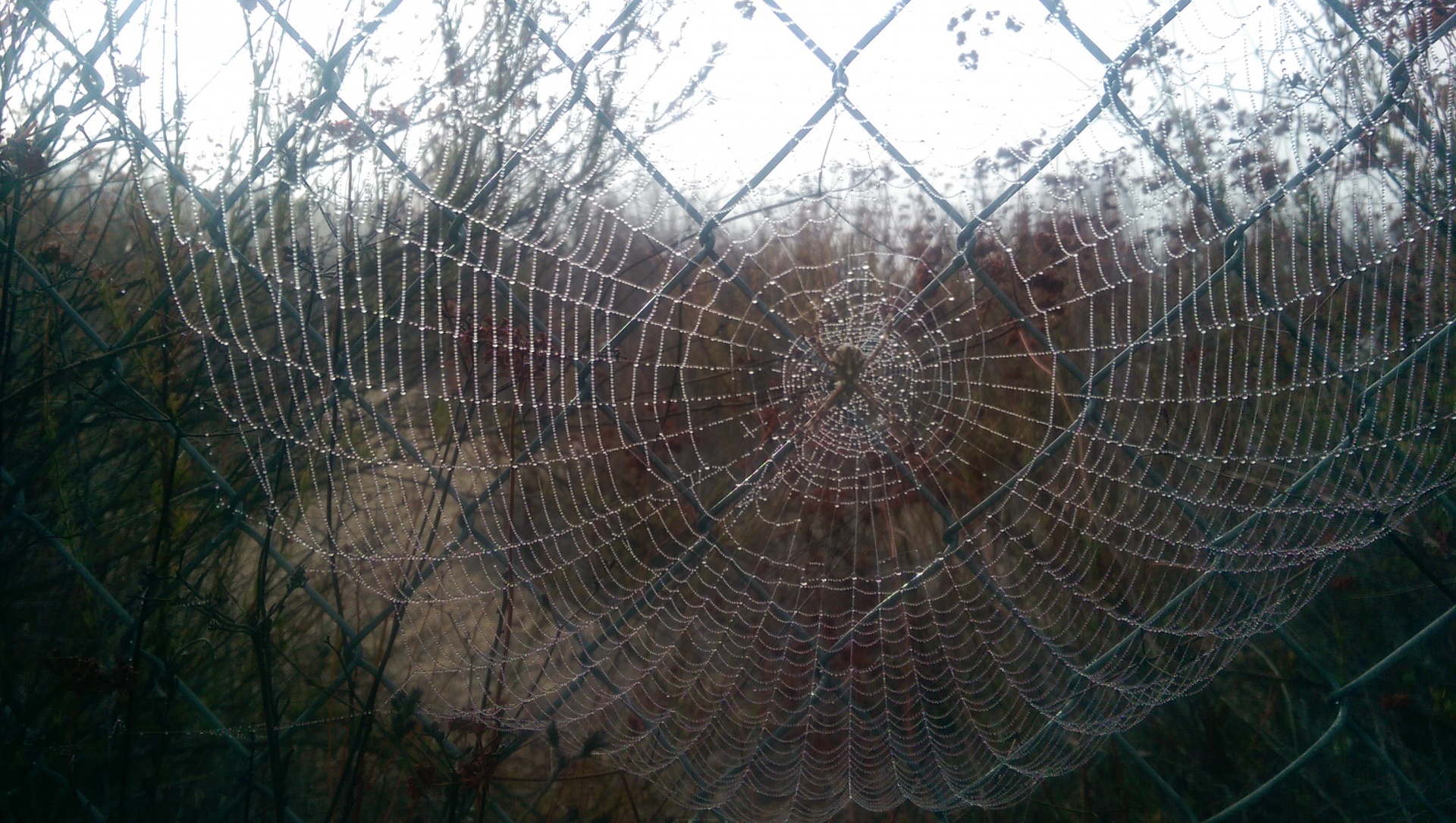 spiderweb nature morning free photo