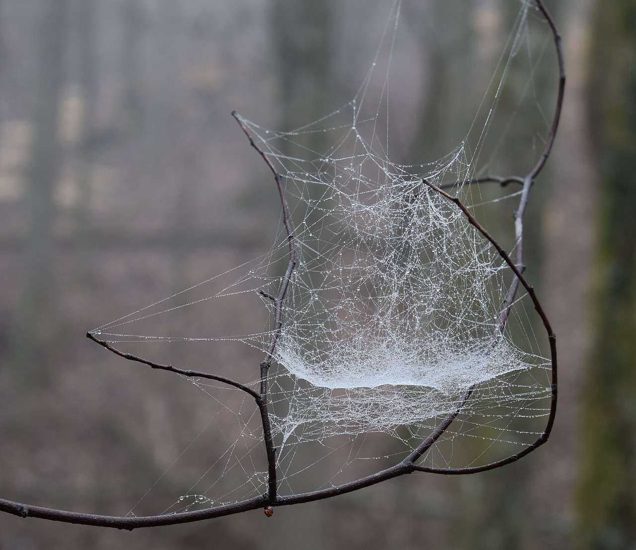 spiderweb with raindrops rain nature free photo
