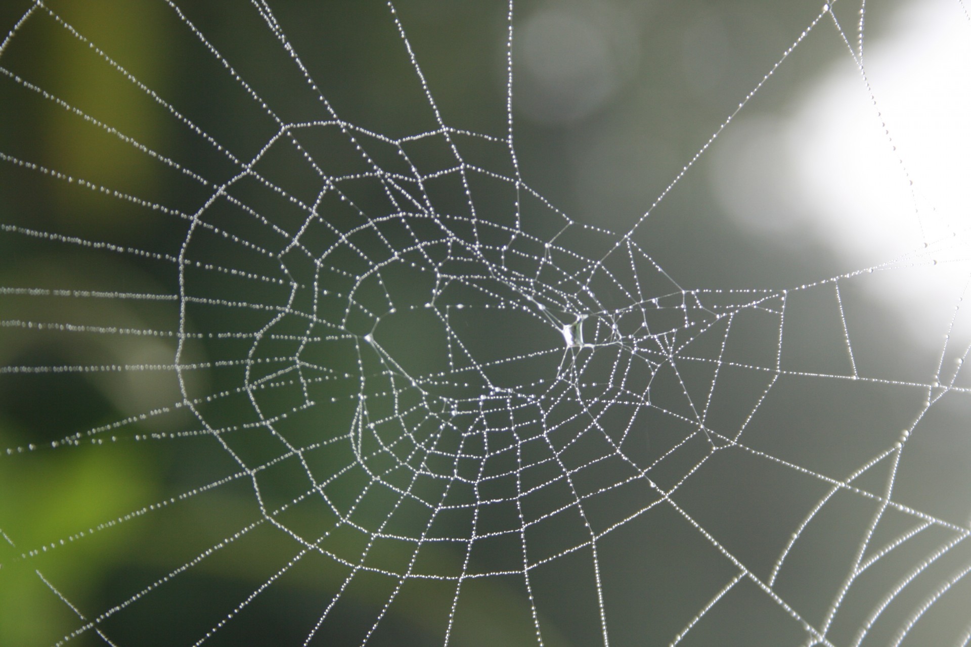 web spiderweb mist free photo