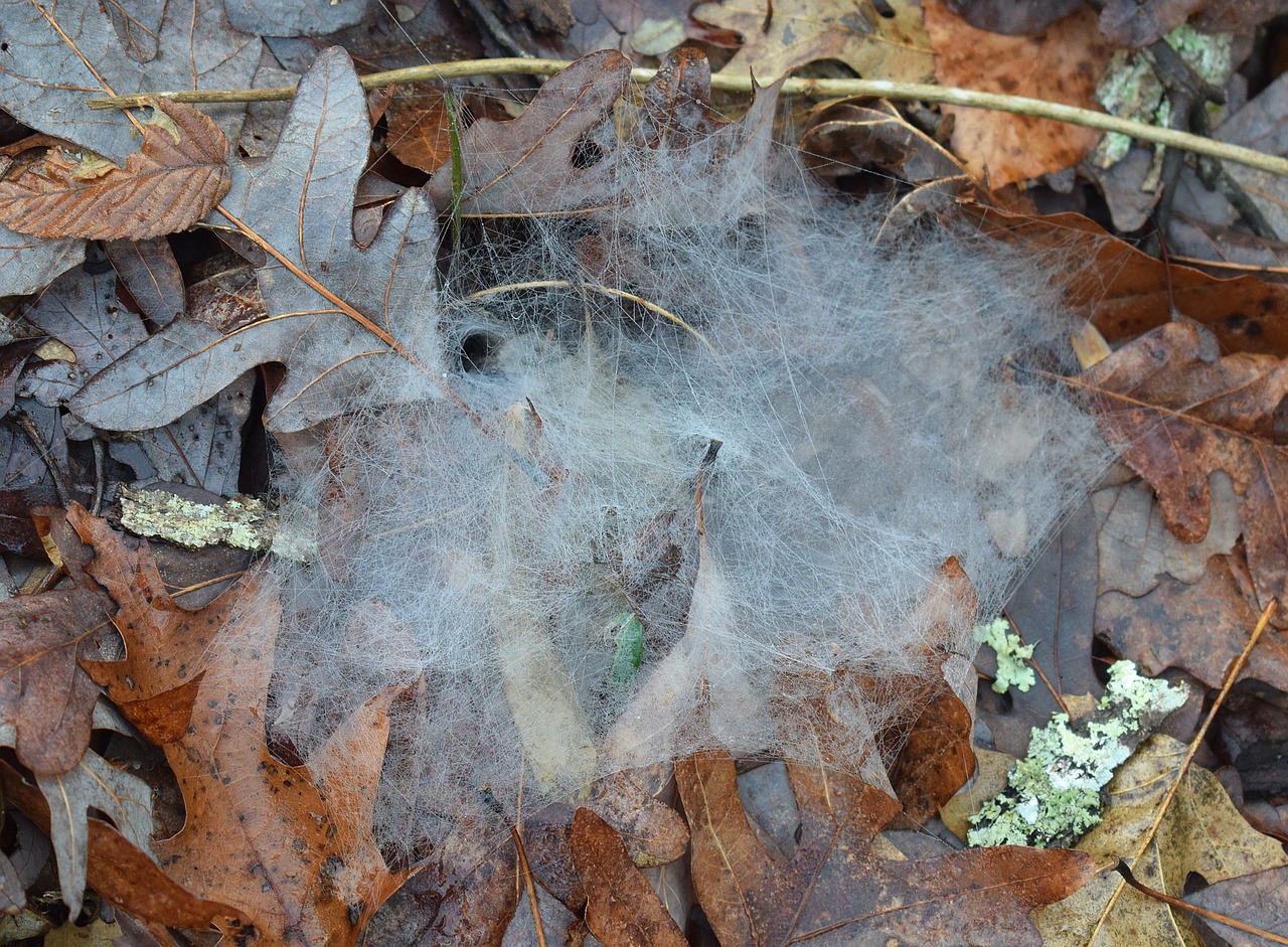 spiderwebs forest floor nature free photo