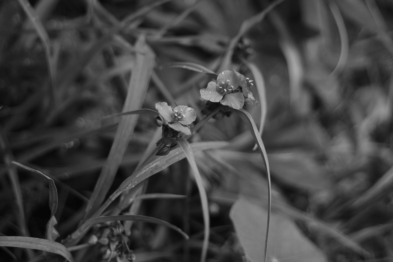 spiderwort  flower  bloom free photo