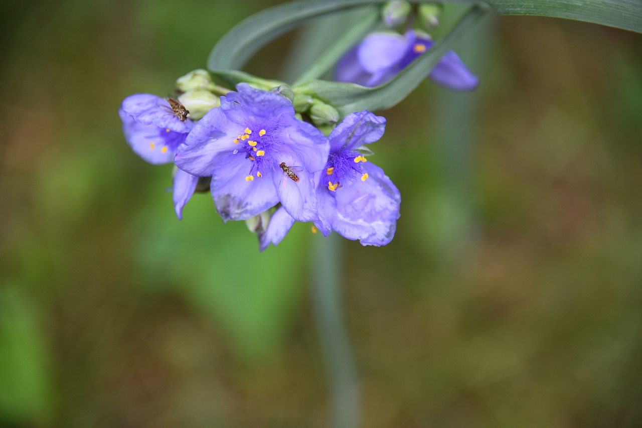 spiderwort  lily  flower free photo