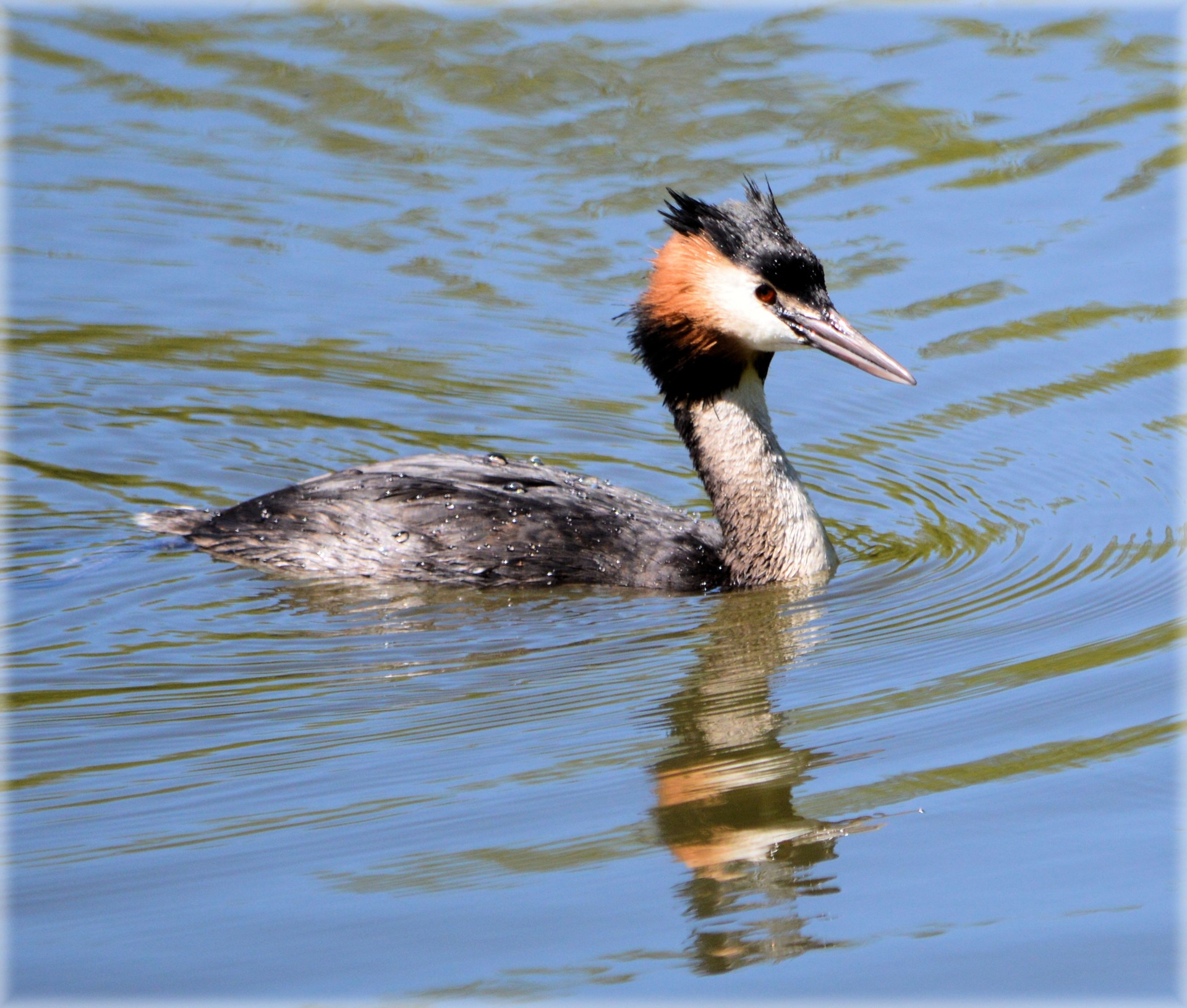 bird water bird crest free photo