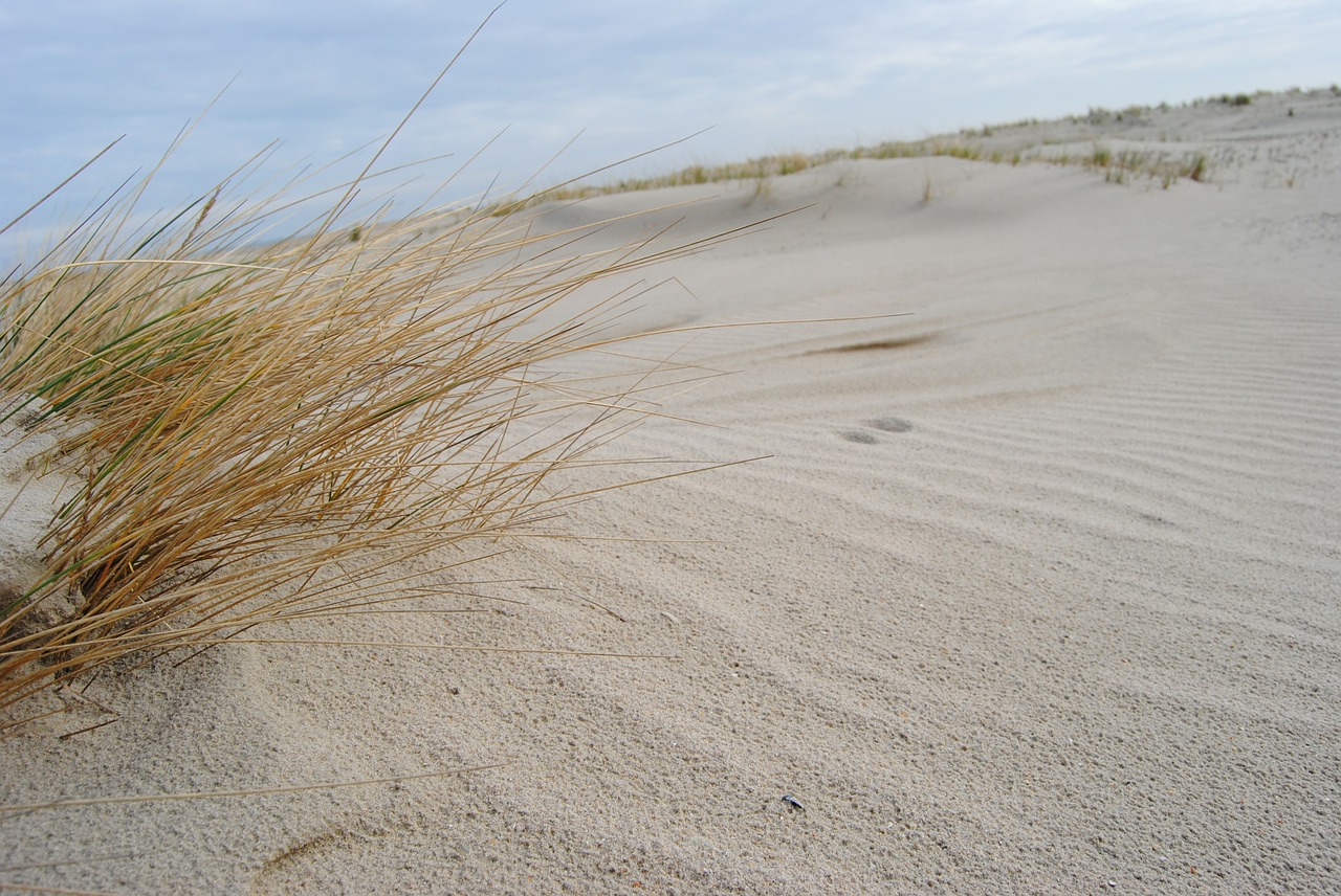 spiekeroog dunes north sea free photo