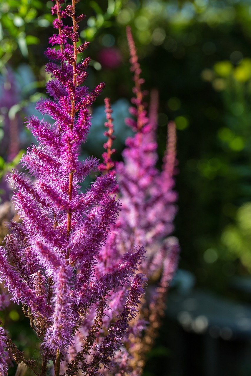 spiere prachtspiere astilbe free photo