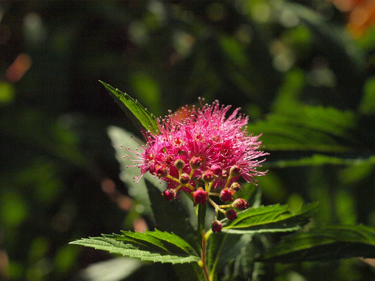 spiere bush blossom free photo