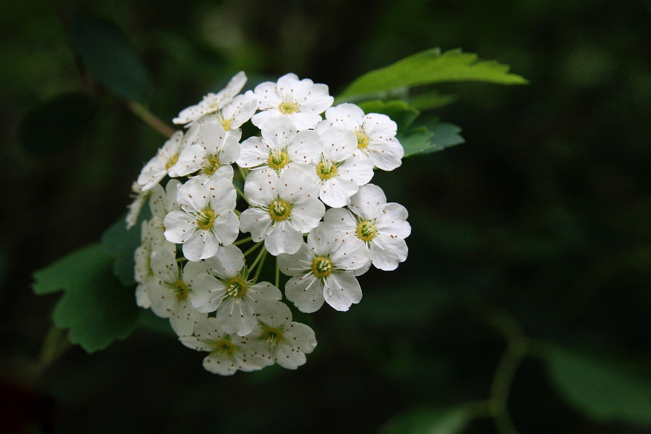 spierstrauch  blossom  bloom free photo