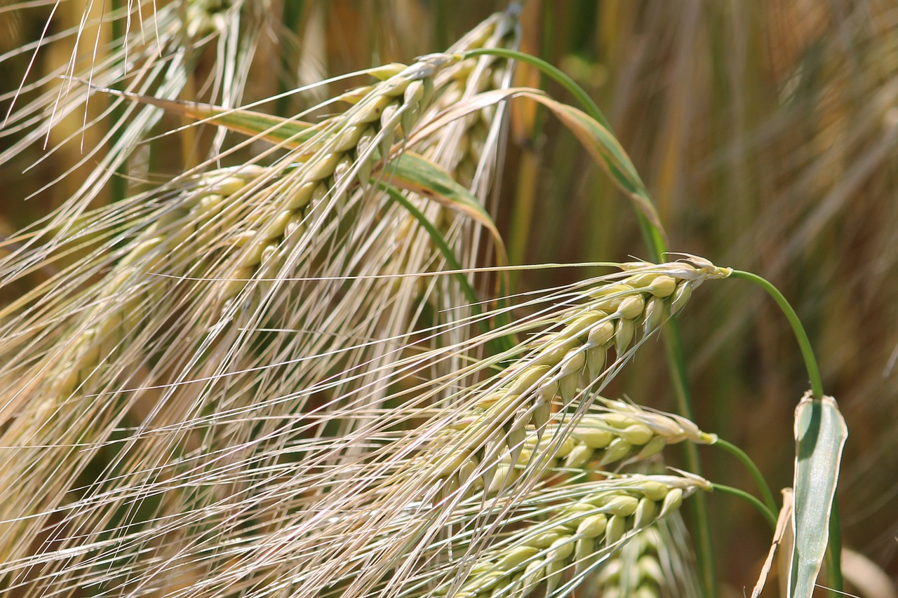 spike cereals cornfield free photo