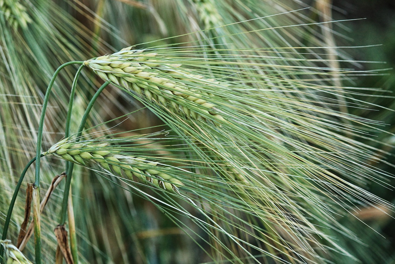 spike cereals cornfield free photo