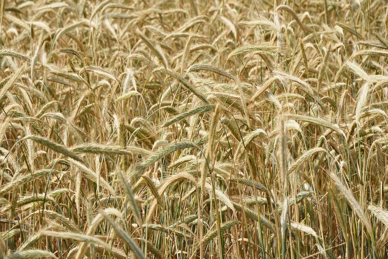 spike cereals cornfield free photo