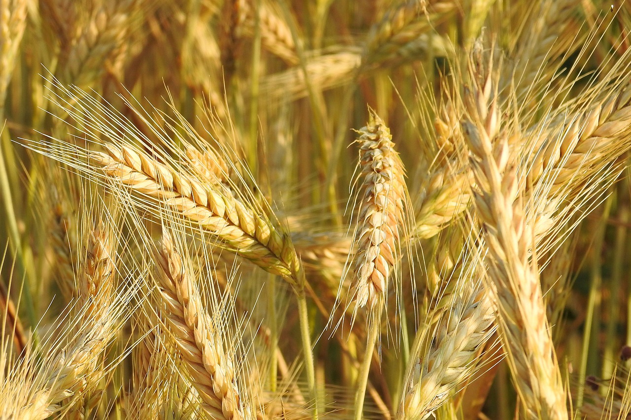 spike cereals cornfield free photo