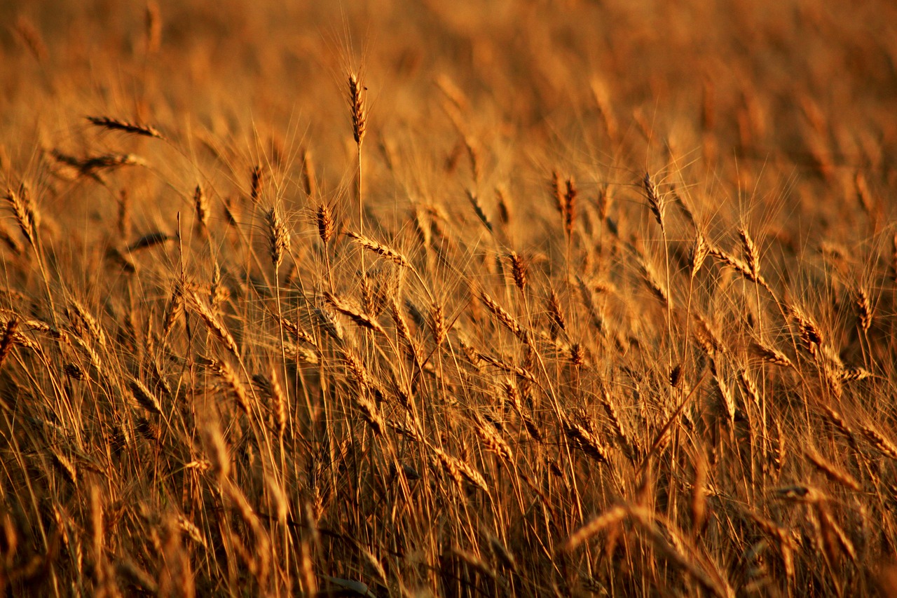 spike field wheat free photo