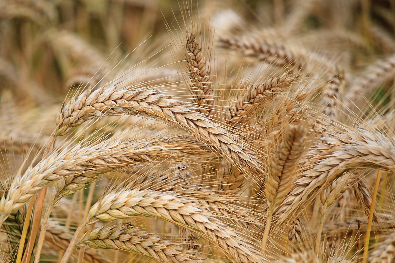 spike barley cereals free photo