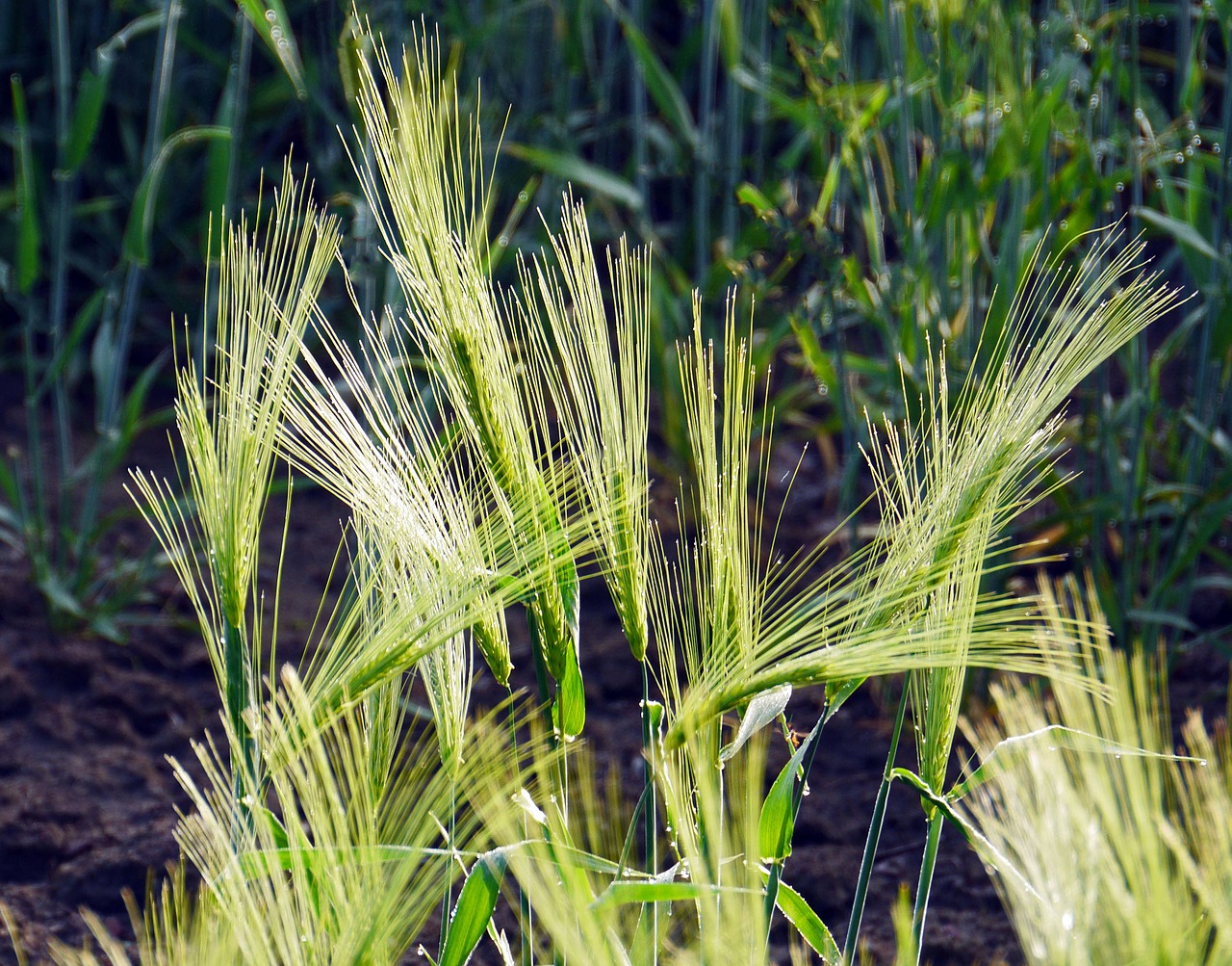 spike barley dew free photo
