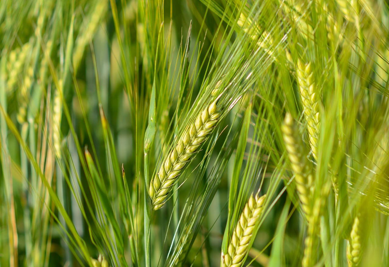 spike wheat cereals free photo