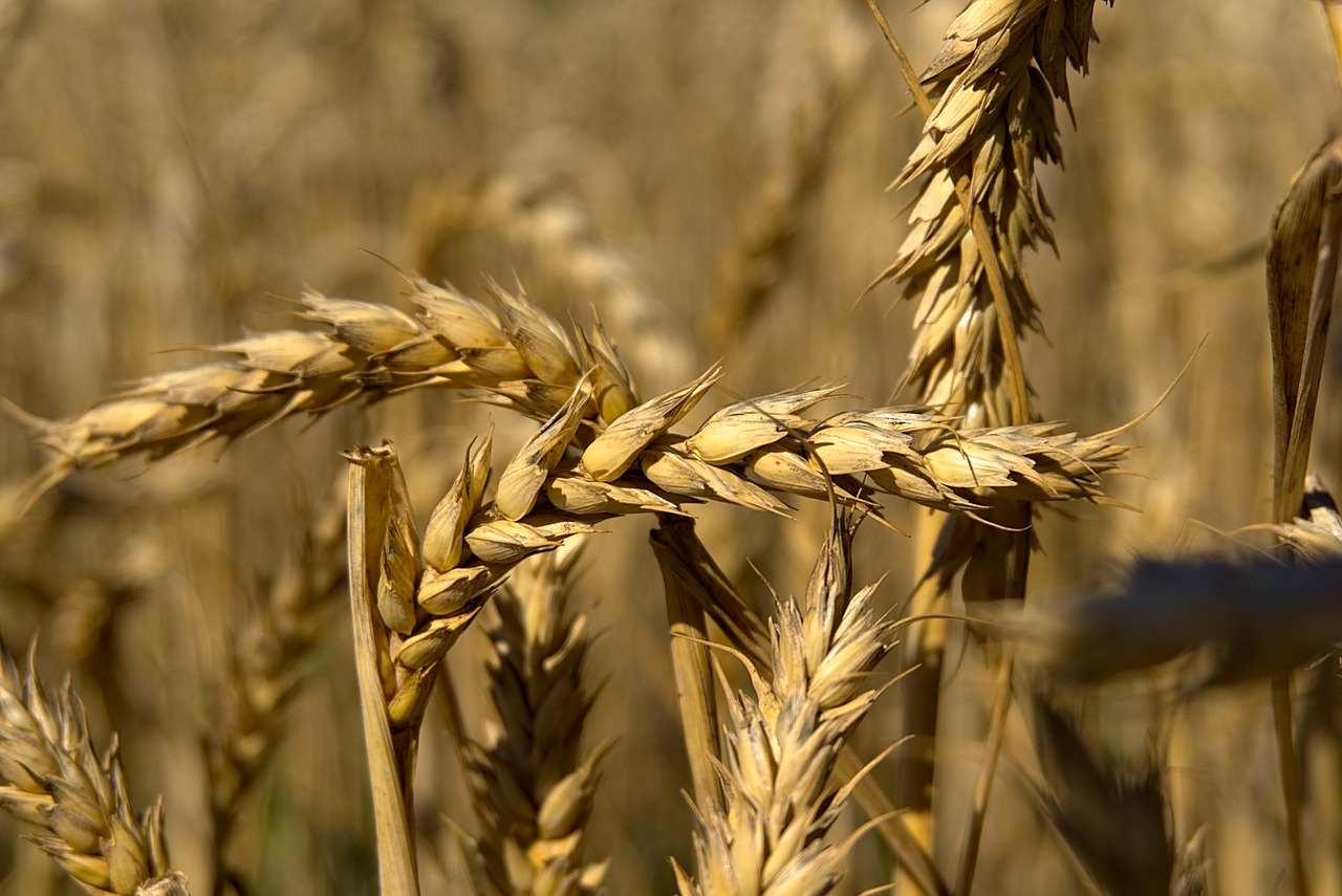 spike wheat grain free photo
