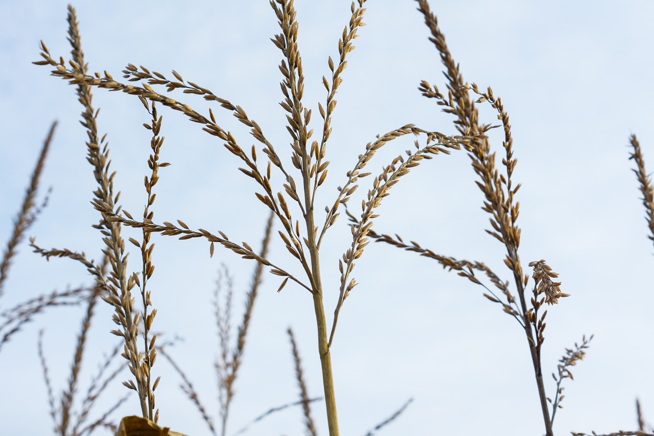 spike grasses blades of grass free photo