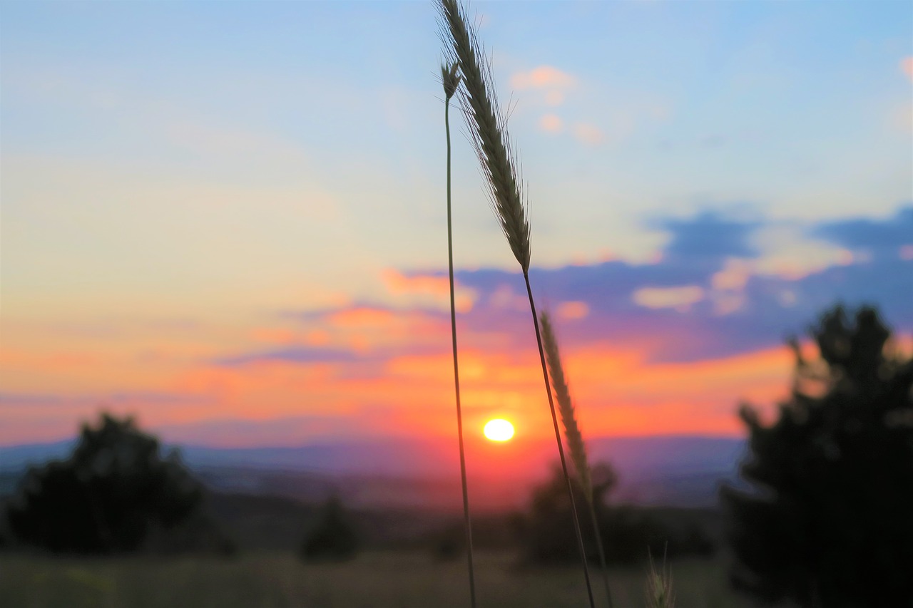 spike  sunset  nature free photo