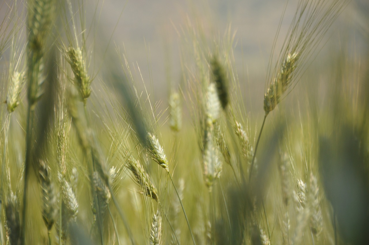 spike  agriculture  grain free photo